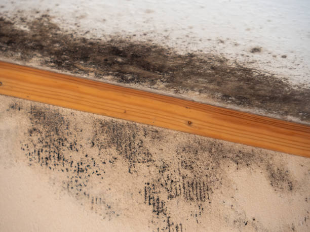 Best Biohazard Mold Removal  in Erie, CO