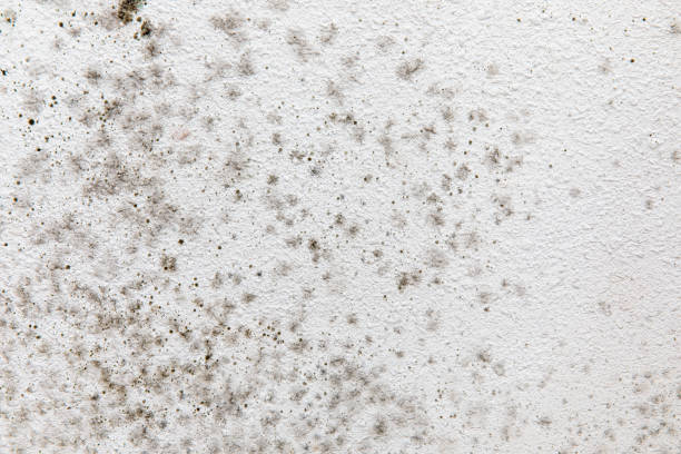 Best Asbestos and Lead Testing During Mold Inspection  in Erie, CO