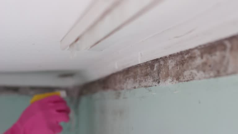 Best Post-Remediation Verification Testing  in Erie, CO